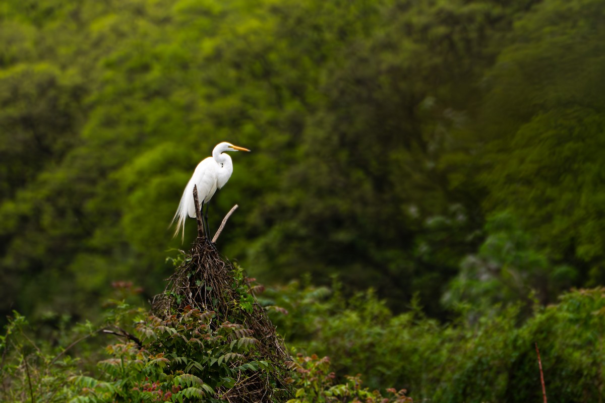 Great Egret - ML644459294