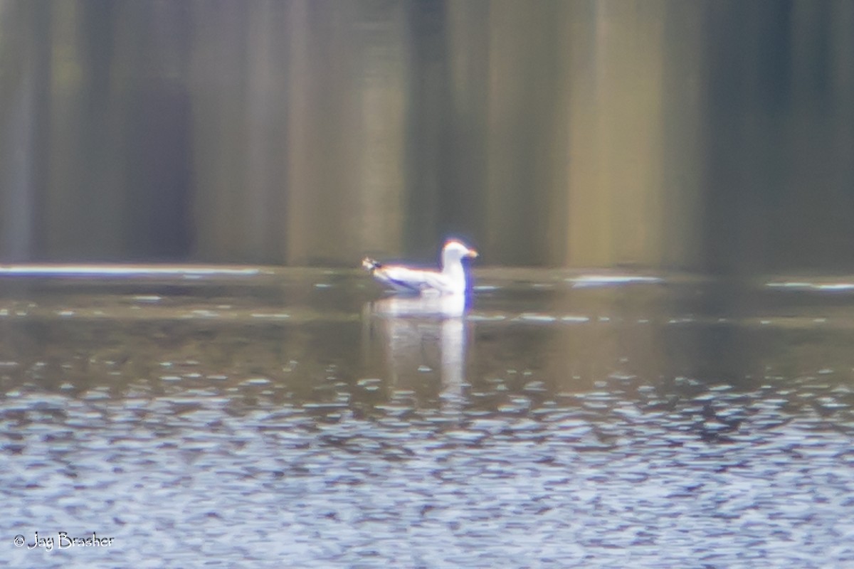 שחף עקוד-מקור - ML644459306