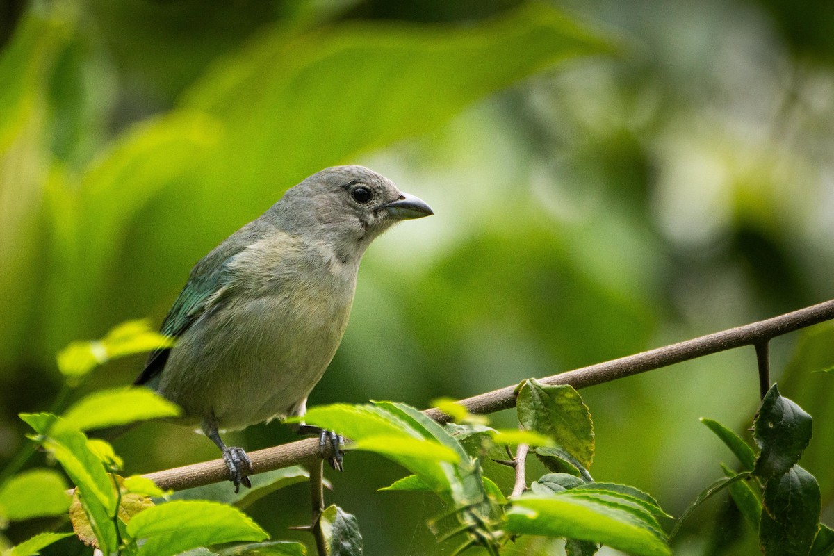 Sayaca Tanager - ML644459315