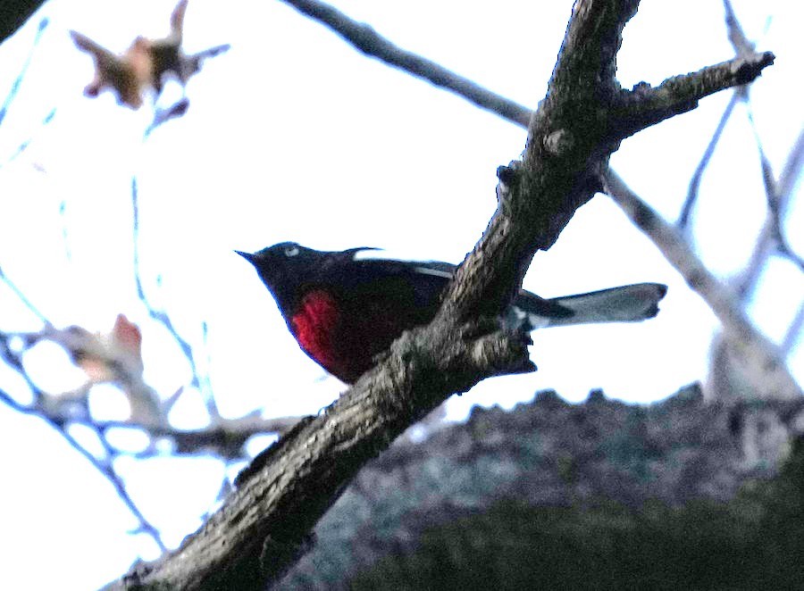 Painted Redstart - ML644459321