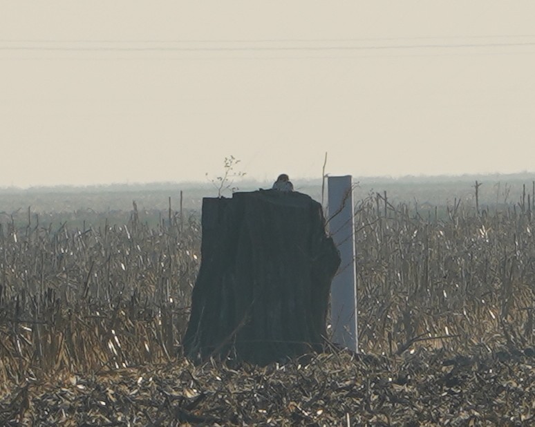 Prairie Falcon - ML644459322