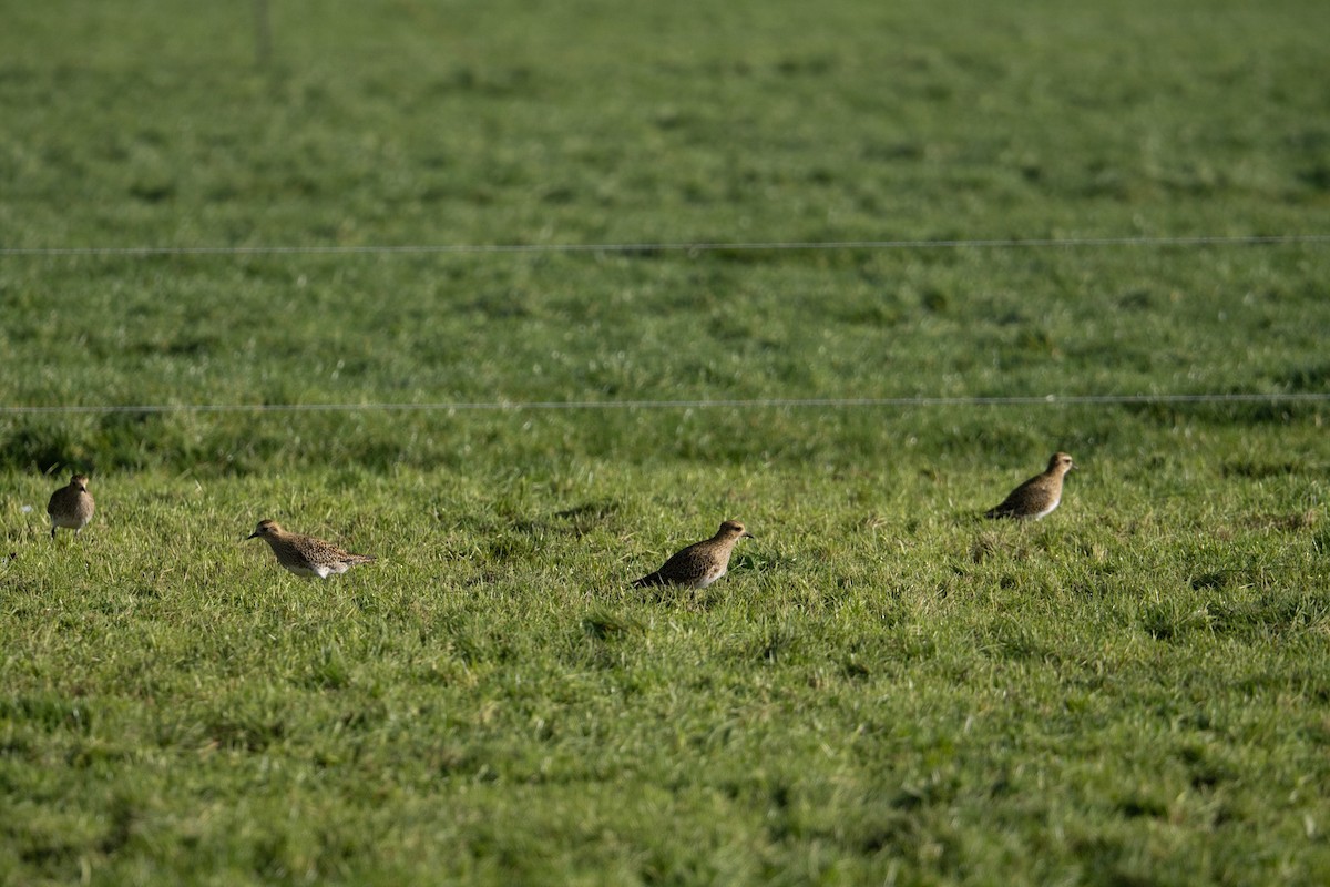 Сивка звичайна - ML644459326