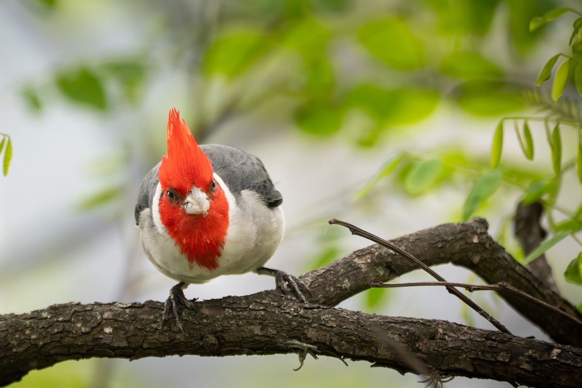 Red-crested Cardinal - ML644459330