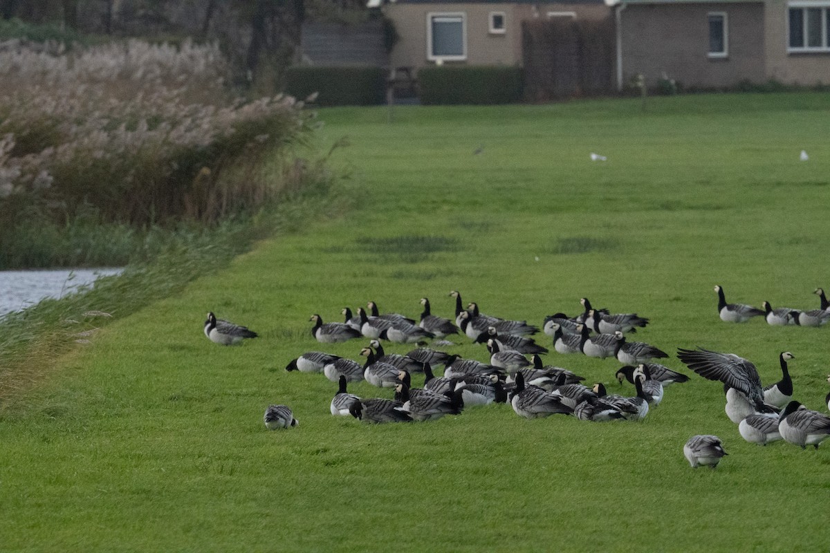 カオジロガン - ML644459334