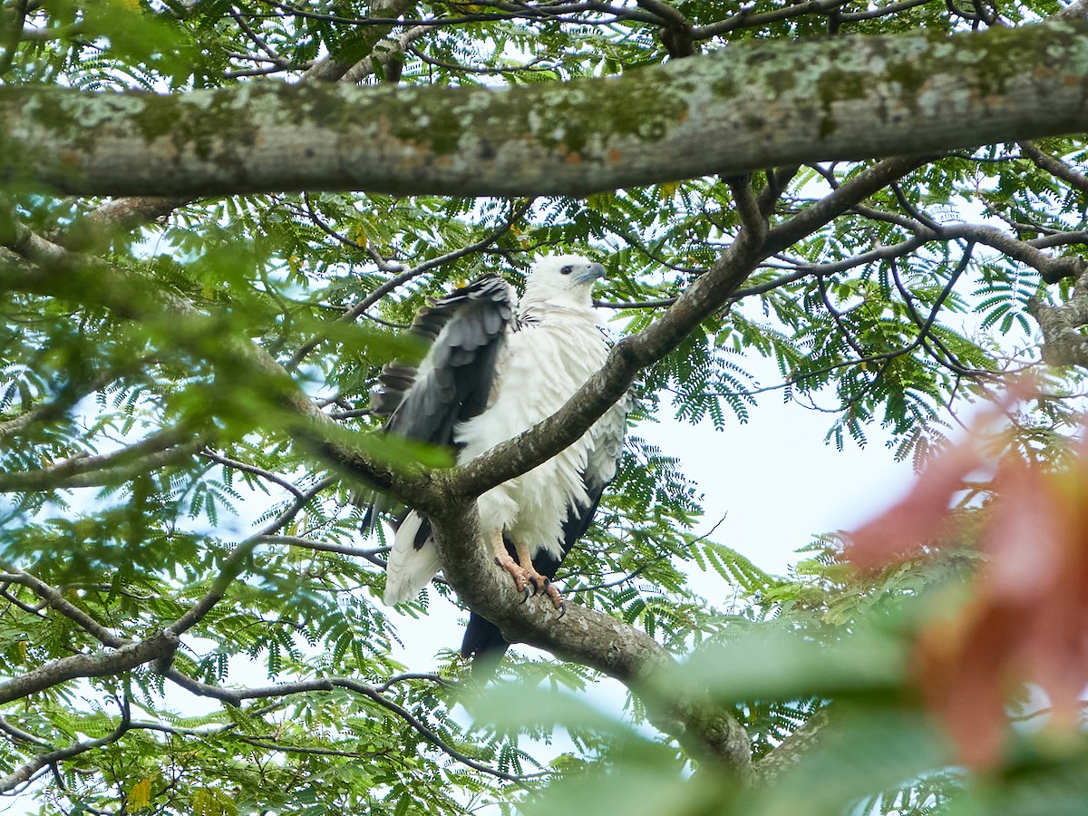 Pygargue blagre - ML644459336