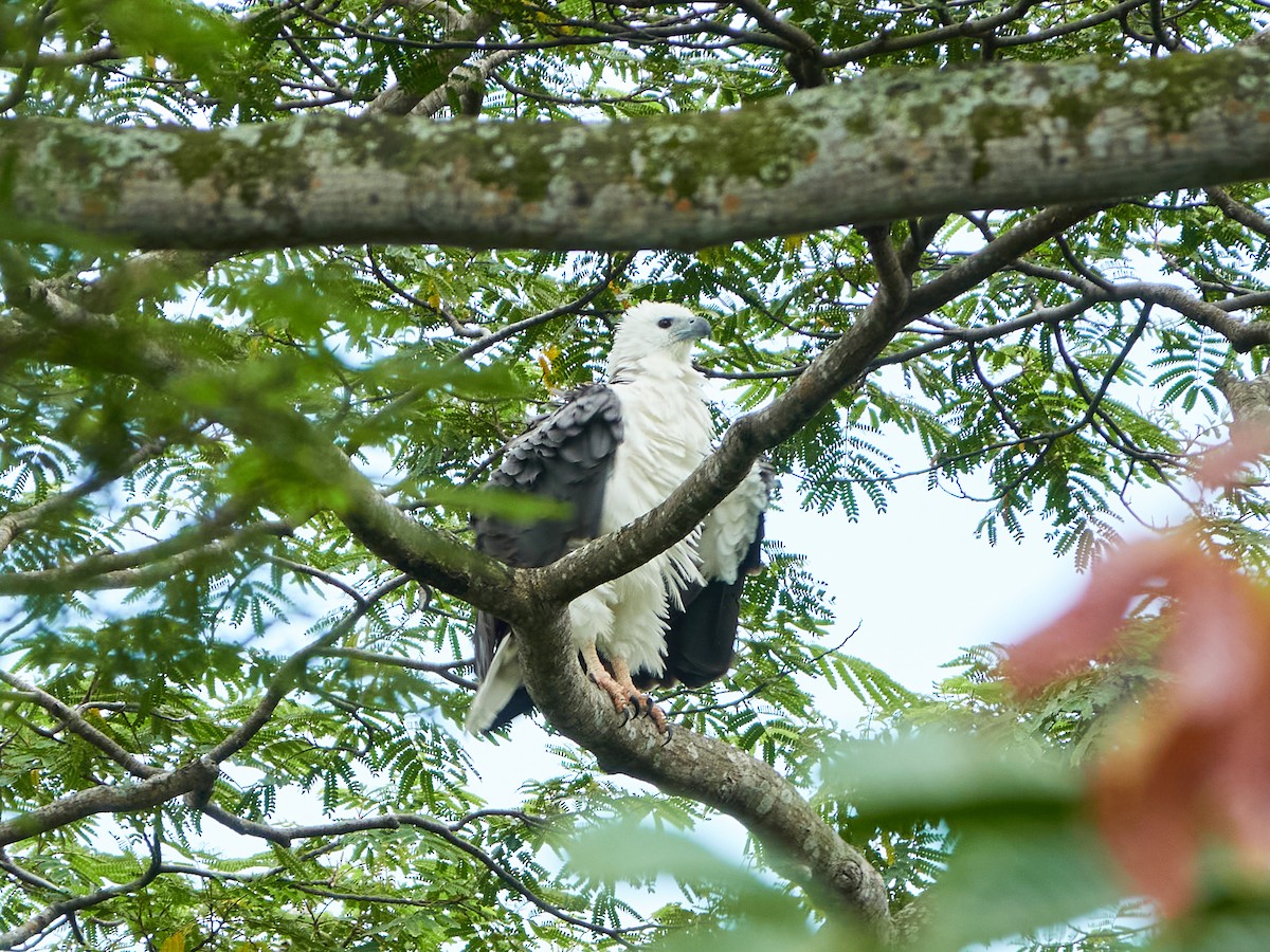 Pygargue blagre - ML644459337