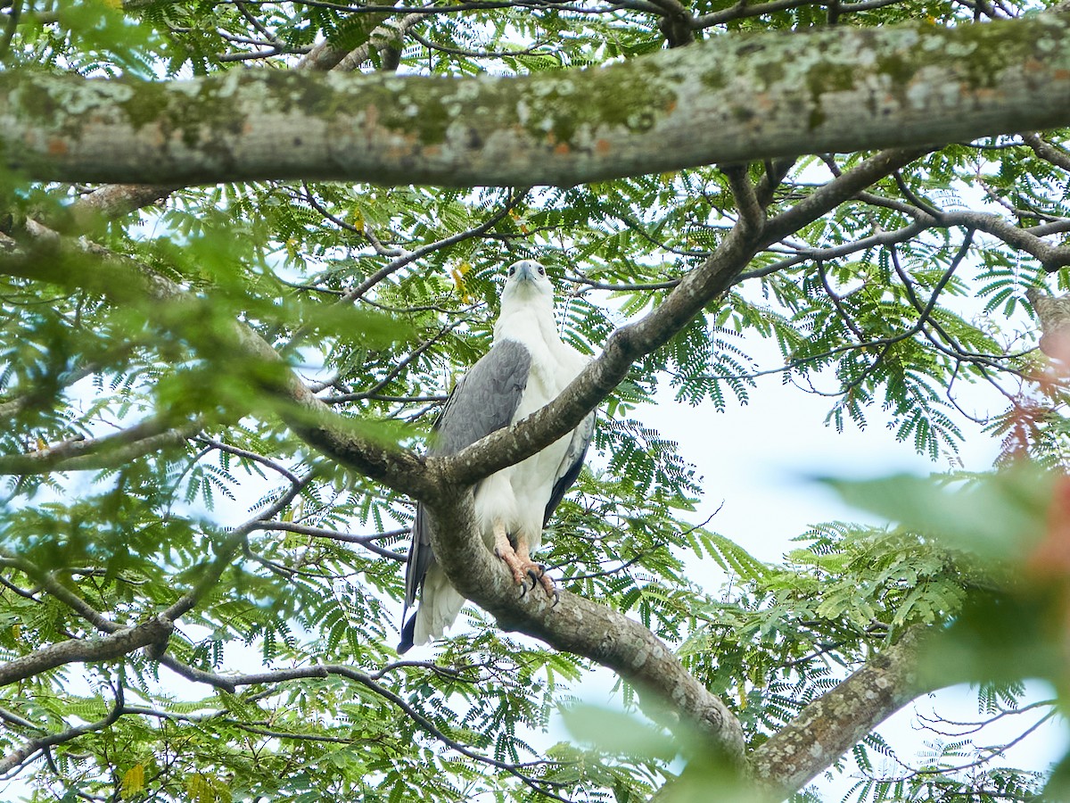 Pygargue blagre - ML644459338