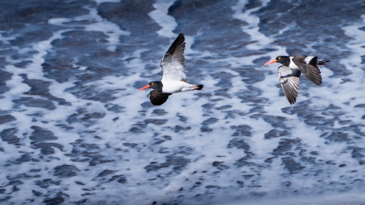 Ostrero Pío Americano - ML644459350