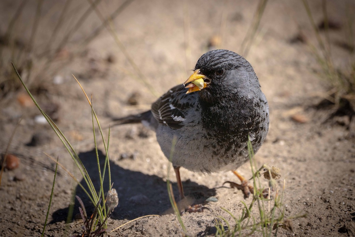 Mourning Sierra Finch - ML644459361