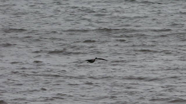 kortnebbgås - ML644459362