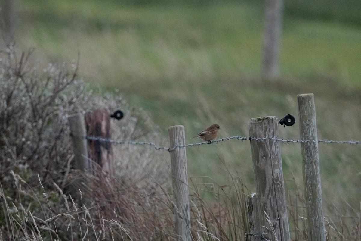 European Stonechat - ML644459363