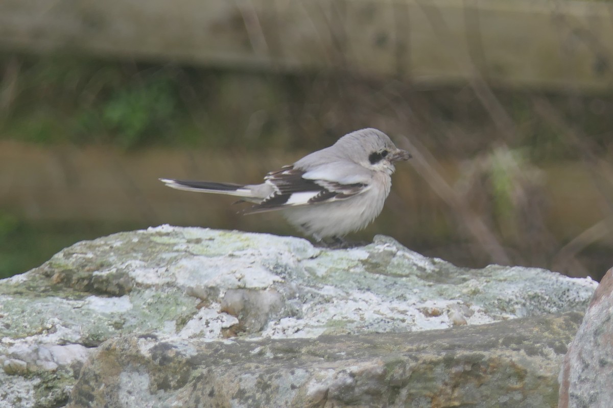 Серый сорокопут (pallidirostris) - ML644459372
