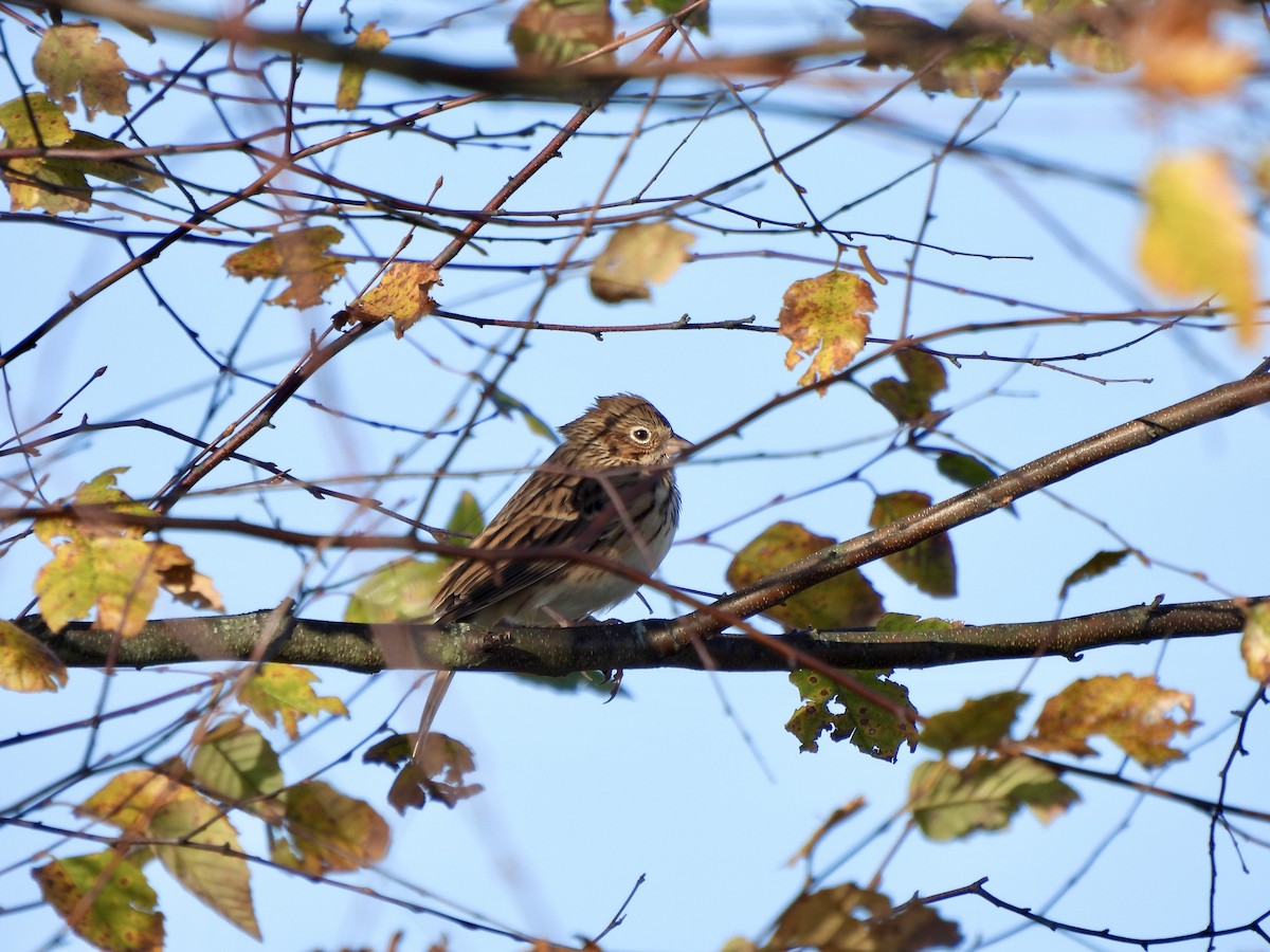 Vesper Sparrow - ML644459395