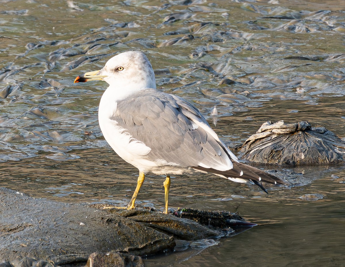 japanmåke - ML644459402