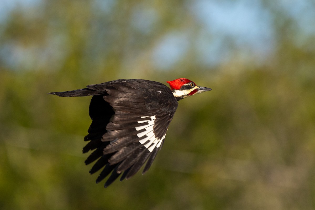 Pileated Woodpecker - Gavin Howe