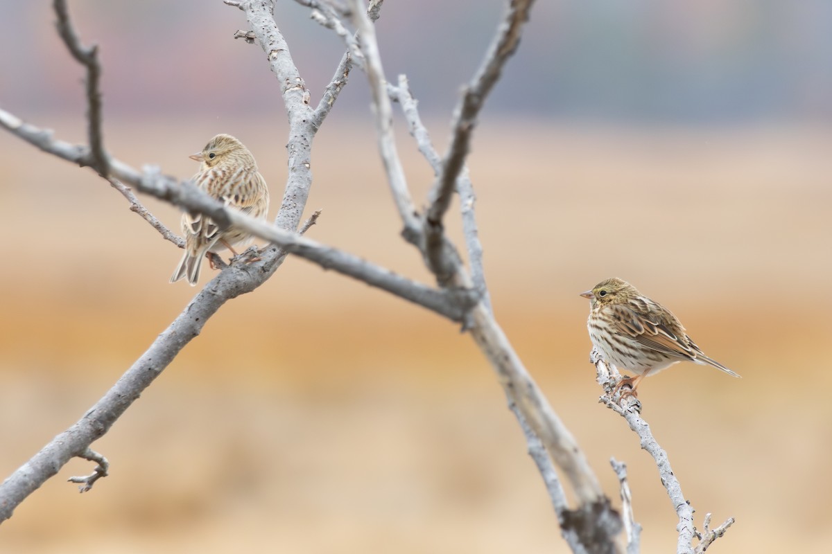 Chingolo Sabanero (princeps) - ML644459417