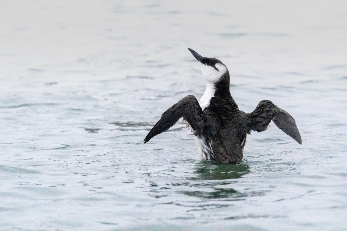 Кайра тонкодзьоба - ML644459435