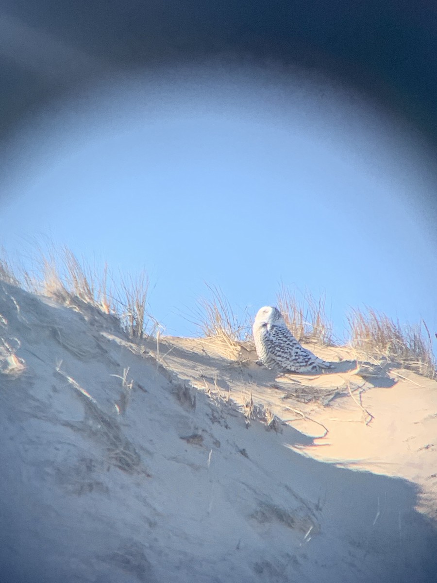 Snowy Owl - ML644459456