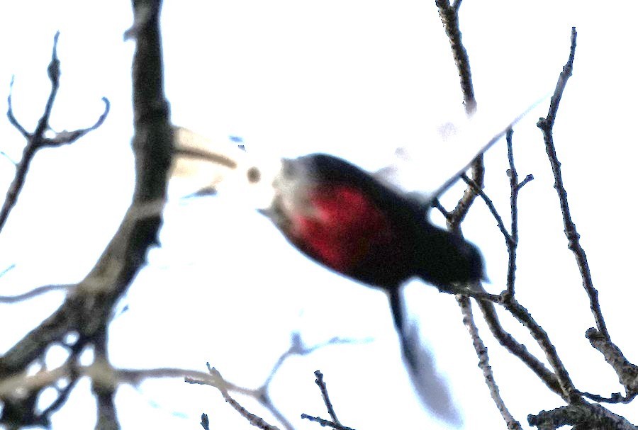 Painted Redstart - ML644459458