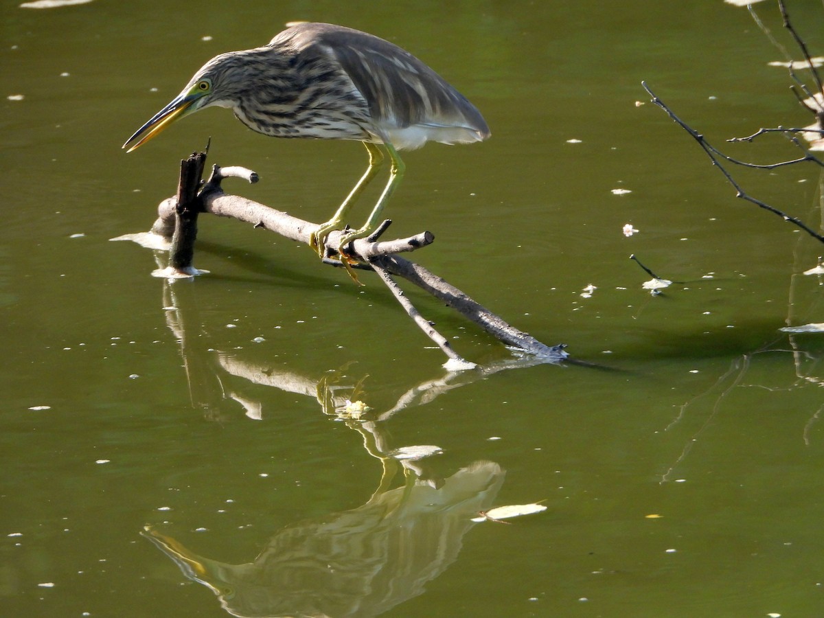 אנפית סוף הודית - ML644459462