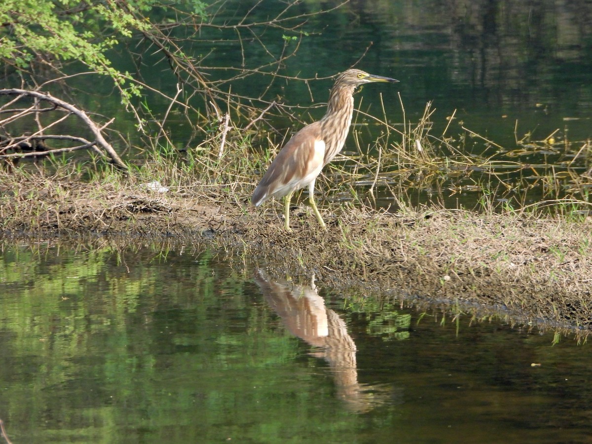 אנפית סוף הודית - ML644459463