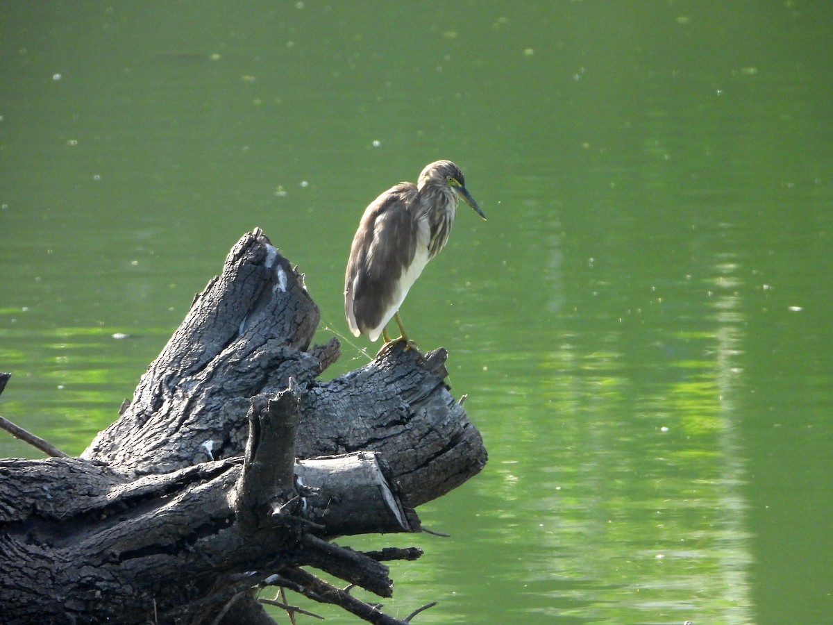 אנפית סוף הודית - ML644459464