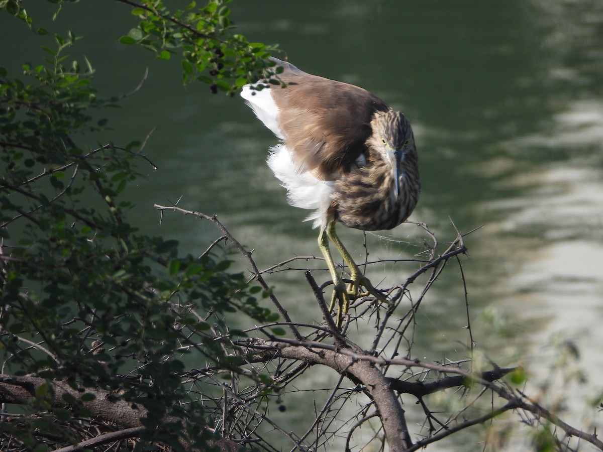 אנפית סוף הודית - ML644459465