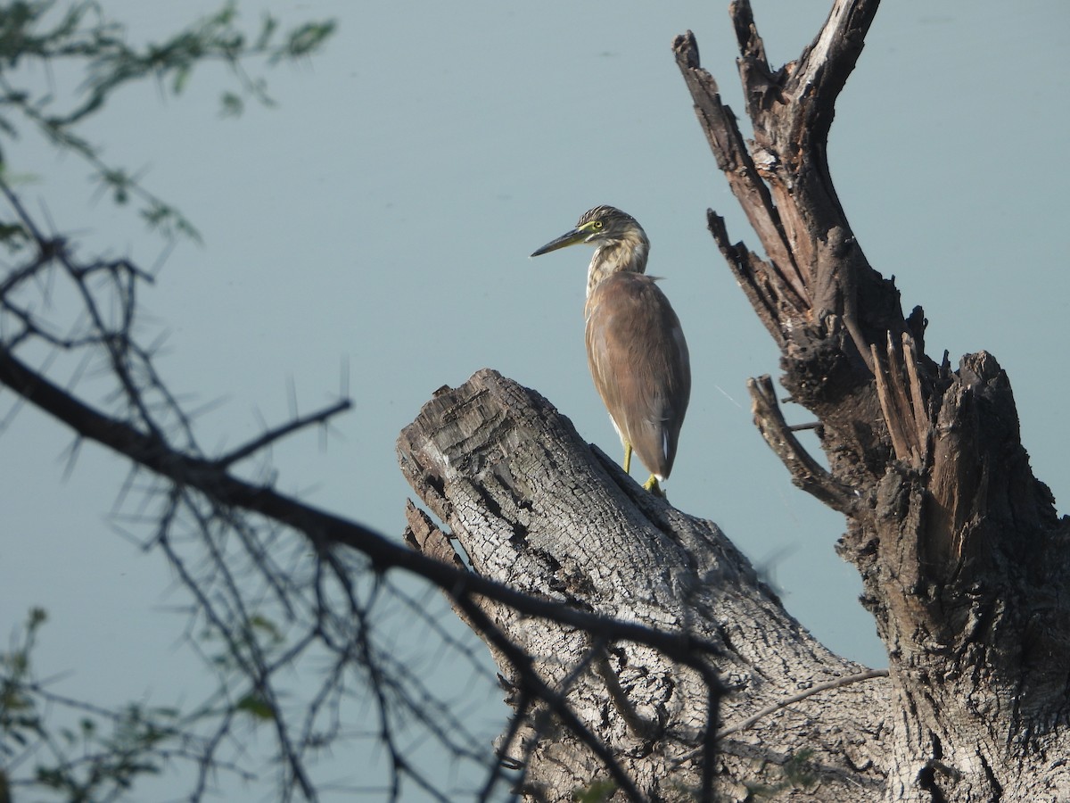 אנפית סוף הודית - ML644459466