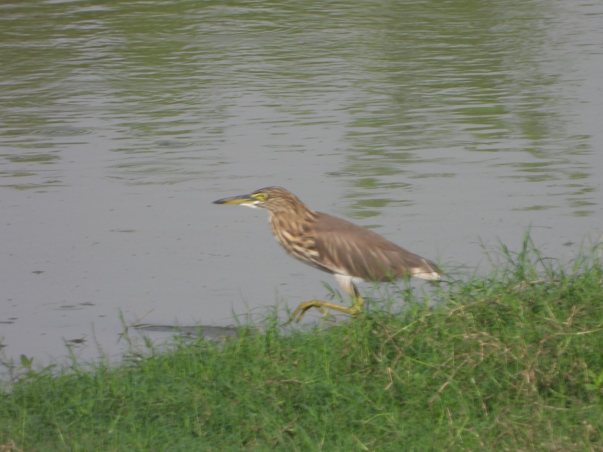 אנפית סוף הודית - ML644459467