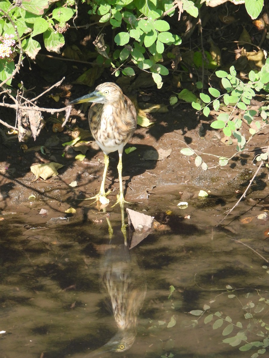 אנפית סוף הודית - ML644459468