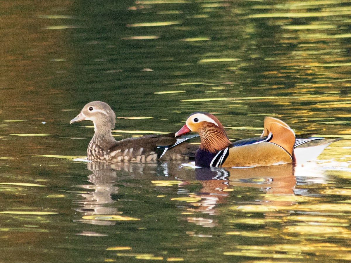 Mandarin Ördeği - ML644459487