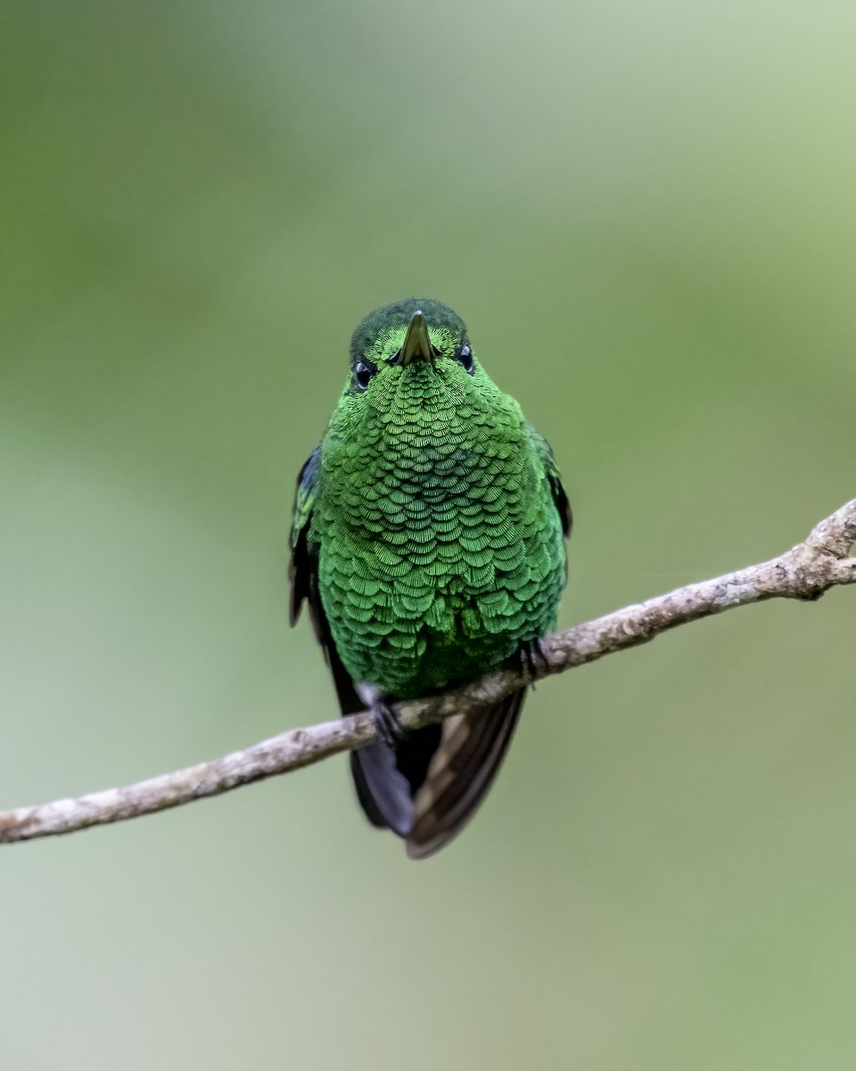 kolibrík ocelovořitý - ML644459502