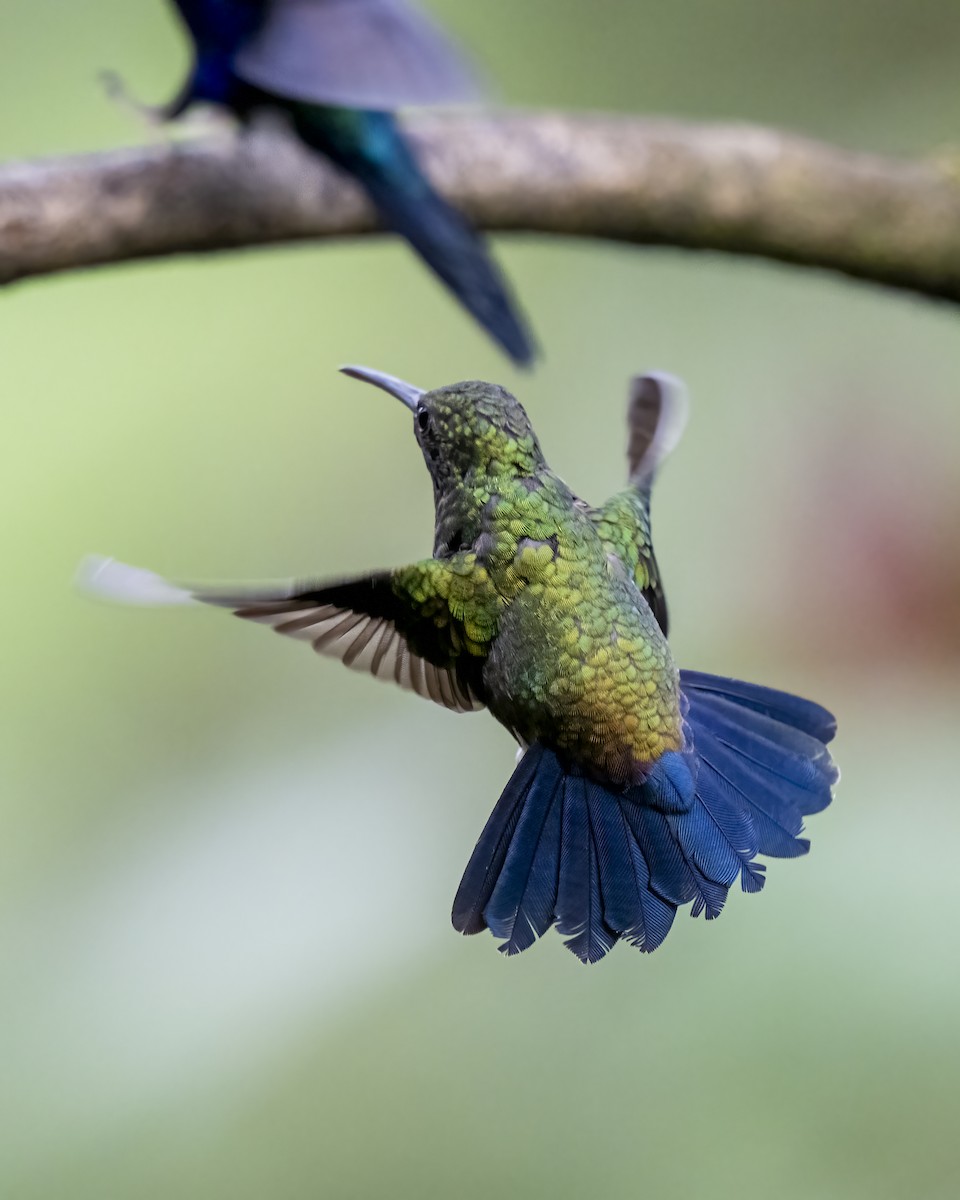 kolibrík ocelovořitý - ML644459503