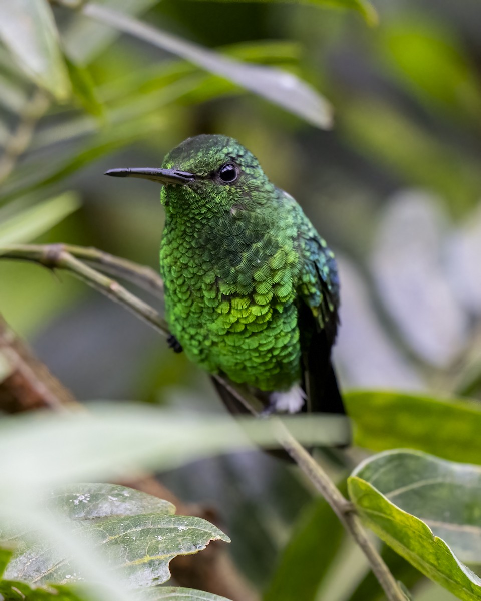 kolibrík ocelovořitý - ML644459504