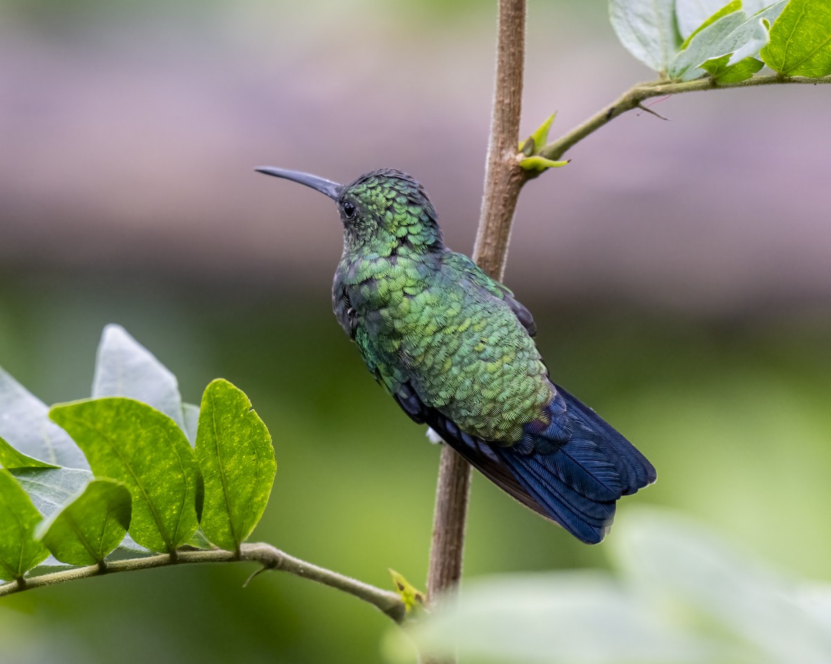 kolibrík ocelovořitý - ML644459505