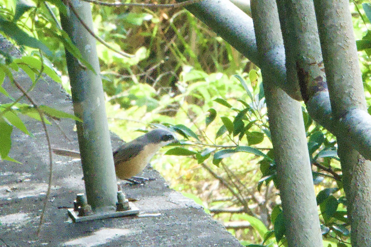 Gray-backed Shrike - ML644459512