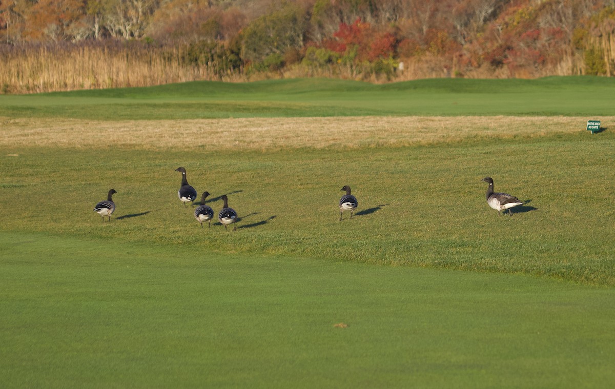 Brant (Pale-bellied) - ML644459513