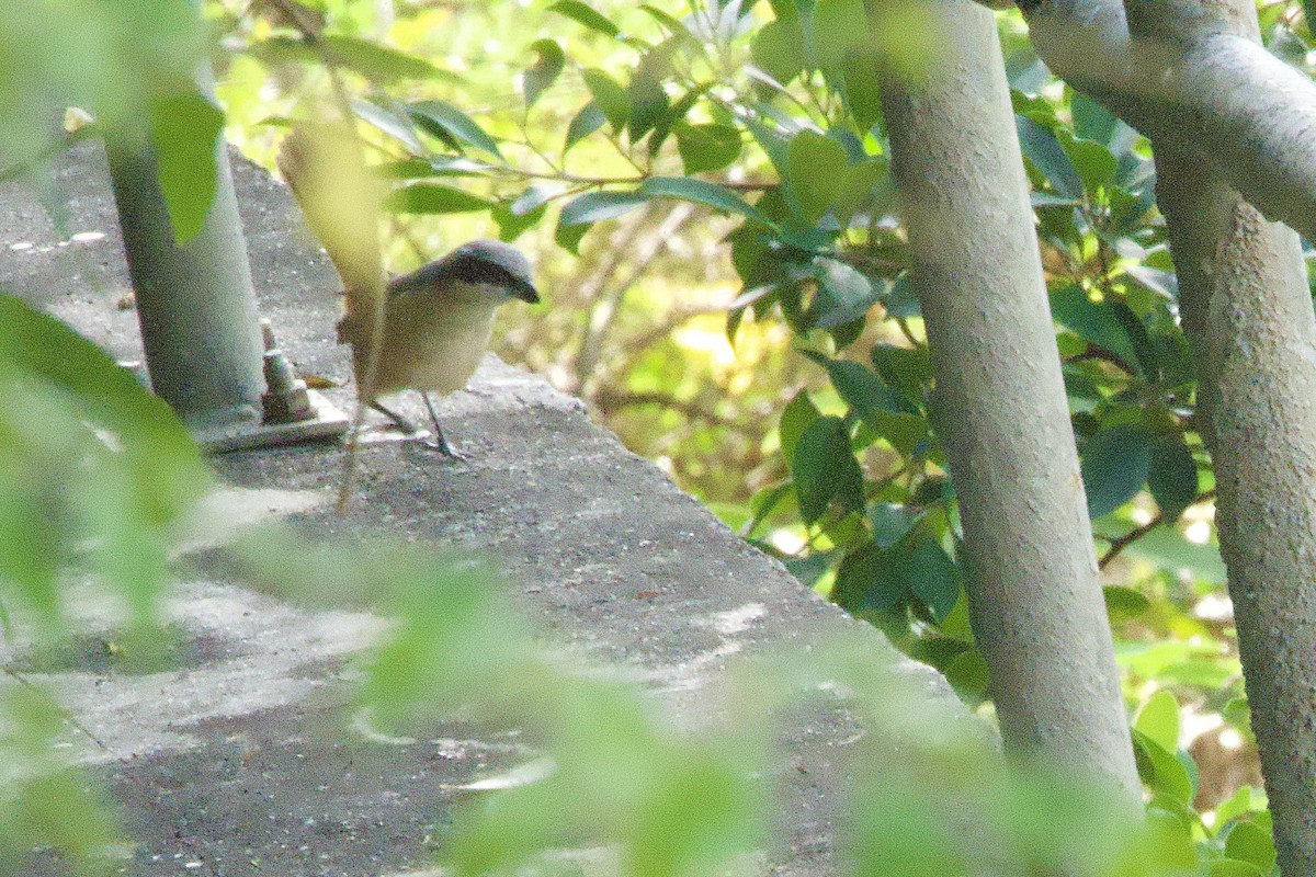 Gray-backed Shrike - ML644459534
