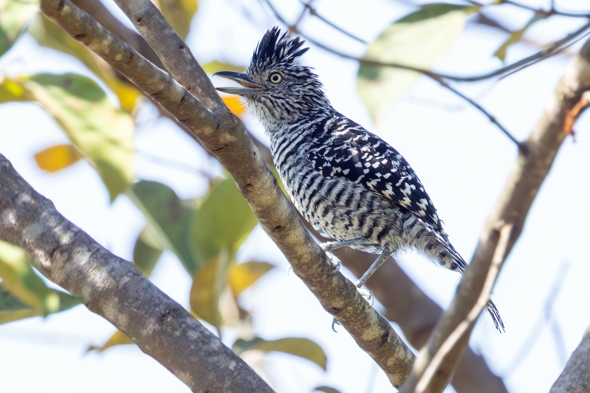 Barred Antshrike - ML644459537