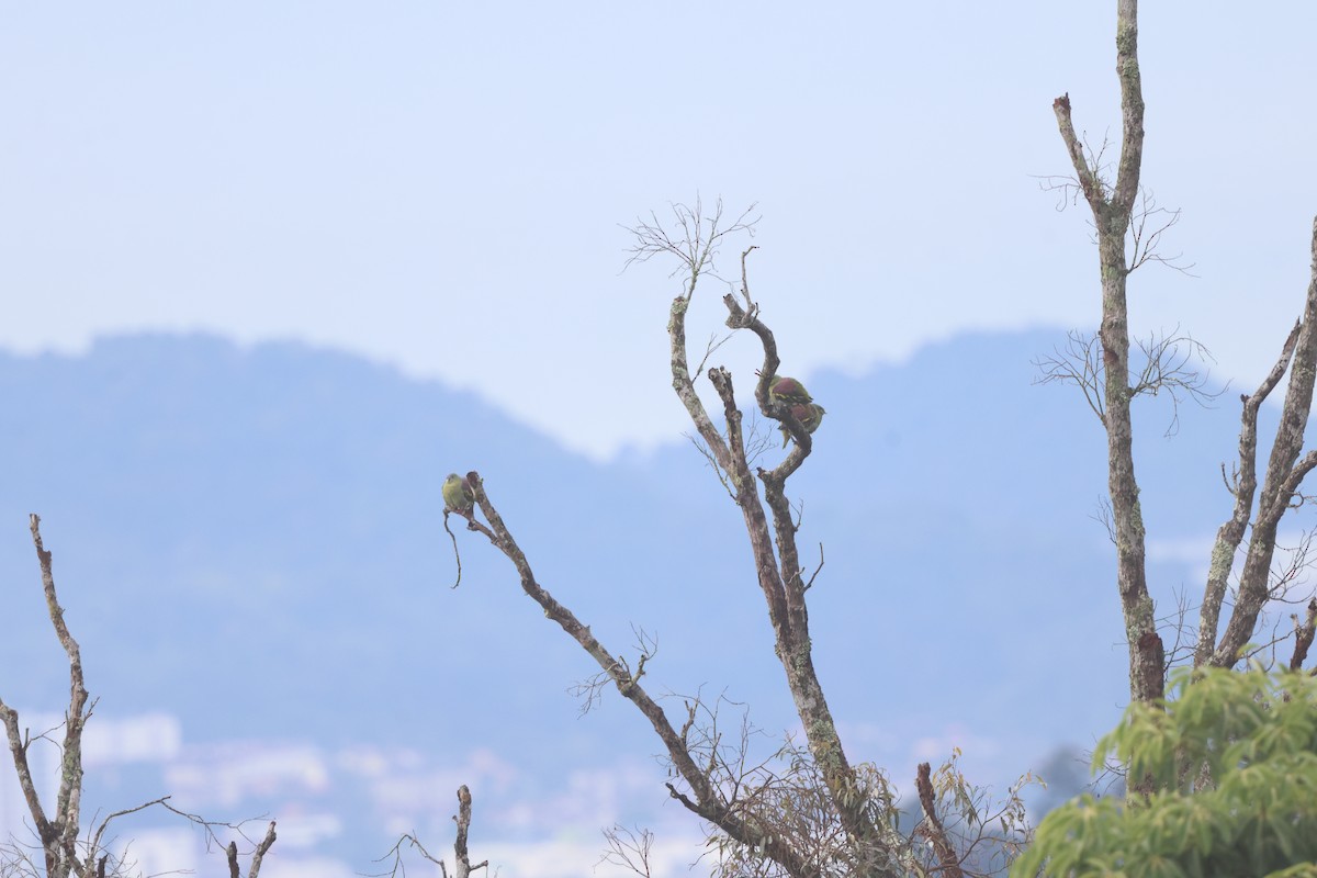 Thick-billed Green-Pigeon - ML644459538