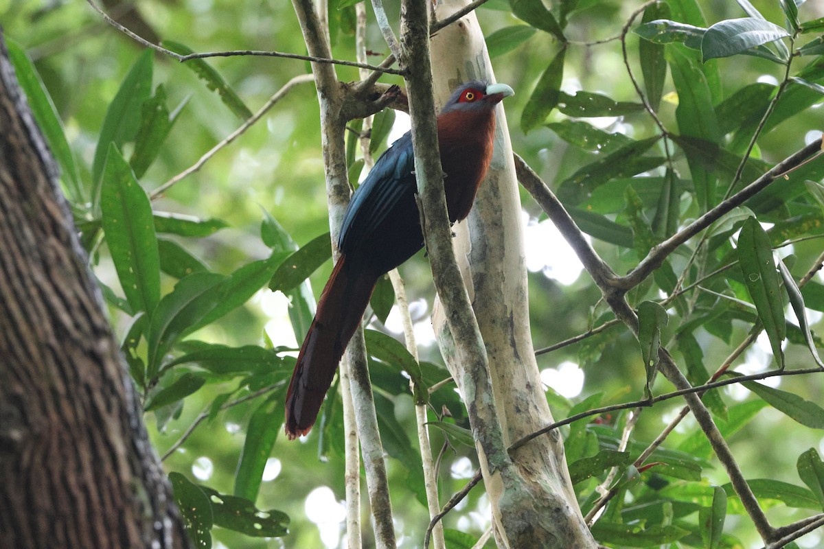 Chestnut-breasted Malkoha - ML644459541