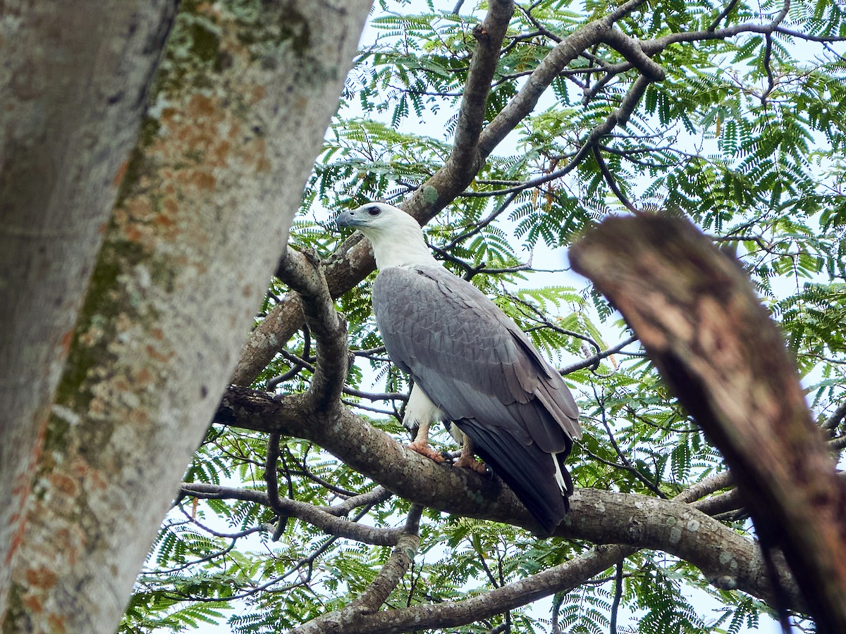 Pygargue blagre - ML644459542