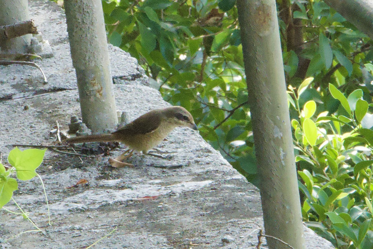 Gray-backed Shrike - ML644459545