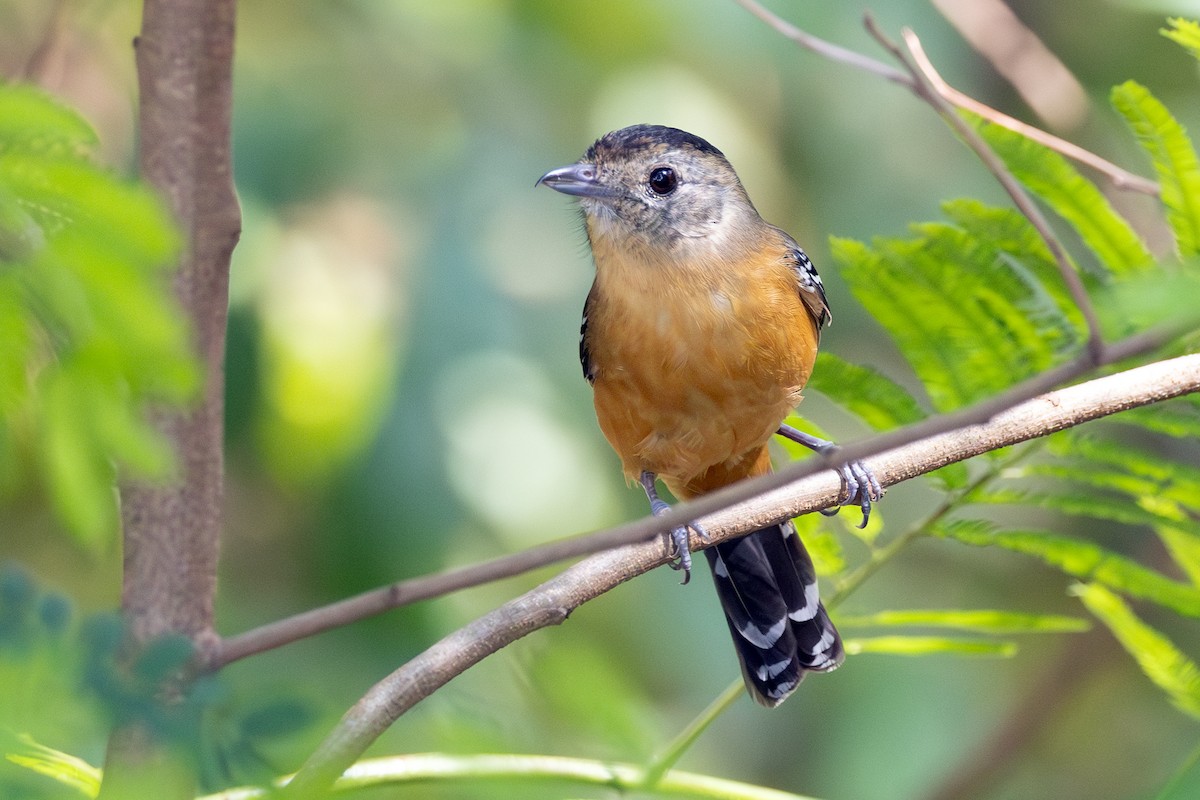 Variable Antshrike - ML644459554