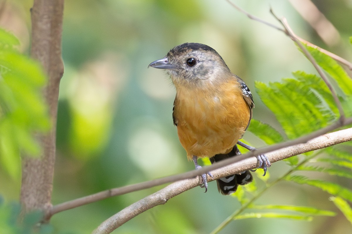 Variable Antshrike - ML644459555