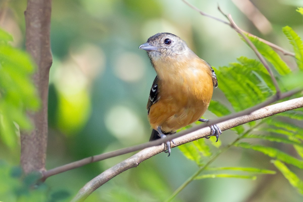 Variable Antshrike - ML644459556