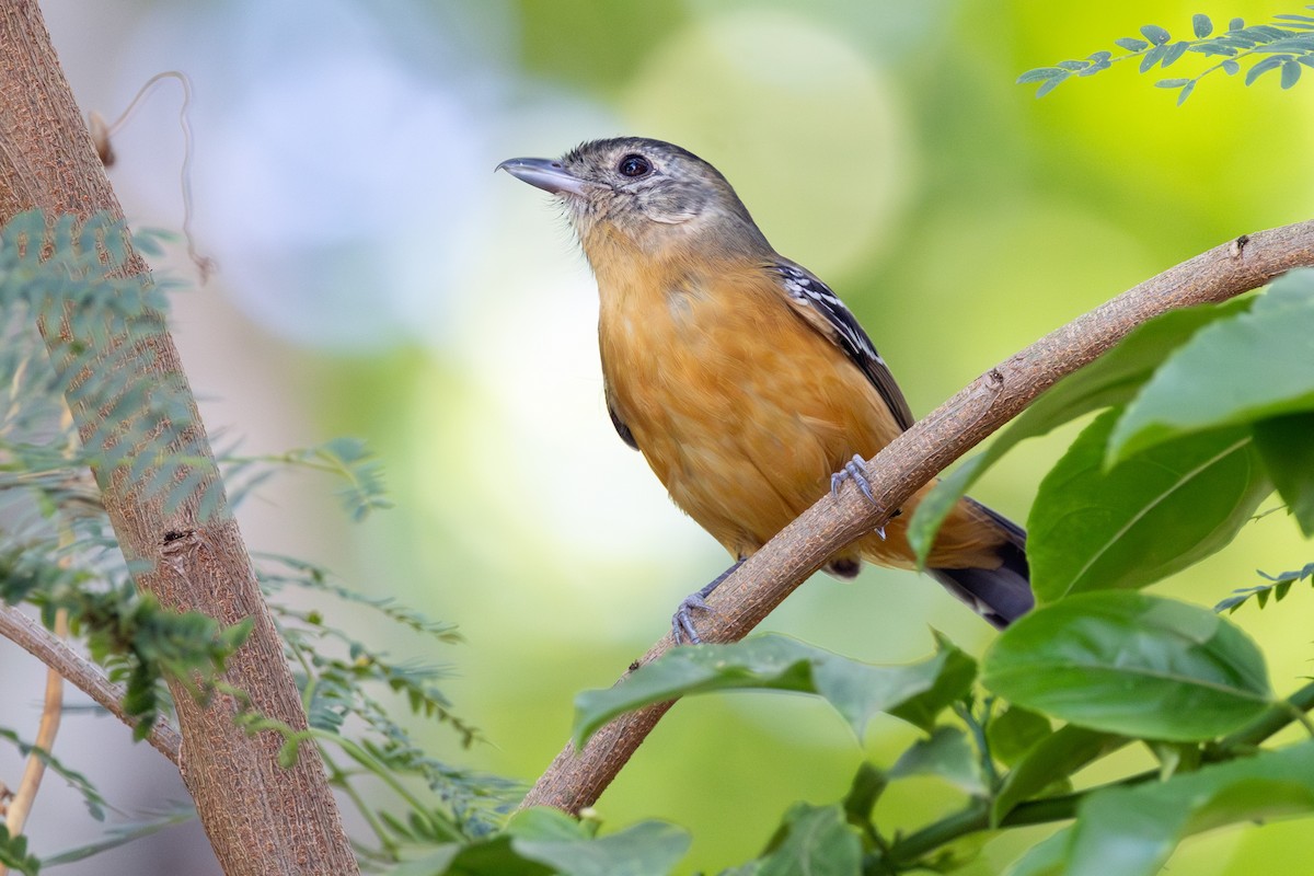 Variable Antshrike - ML644459557