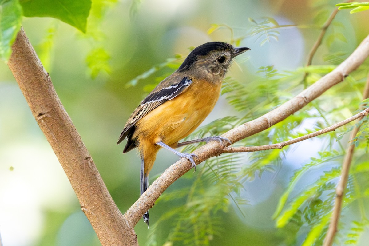 Variable Antshrike - ML644459558