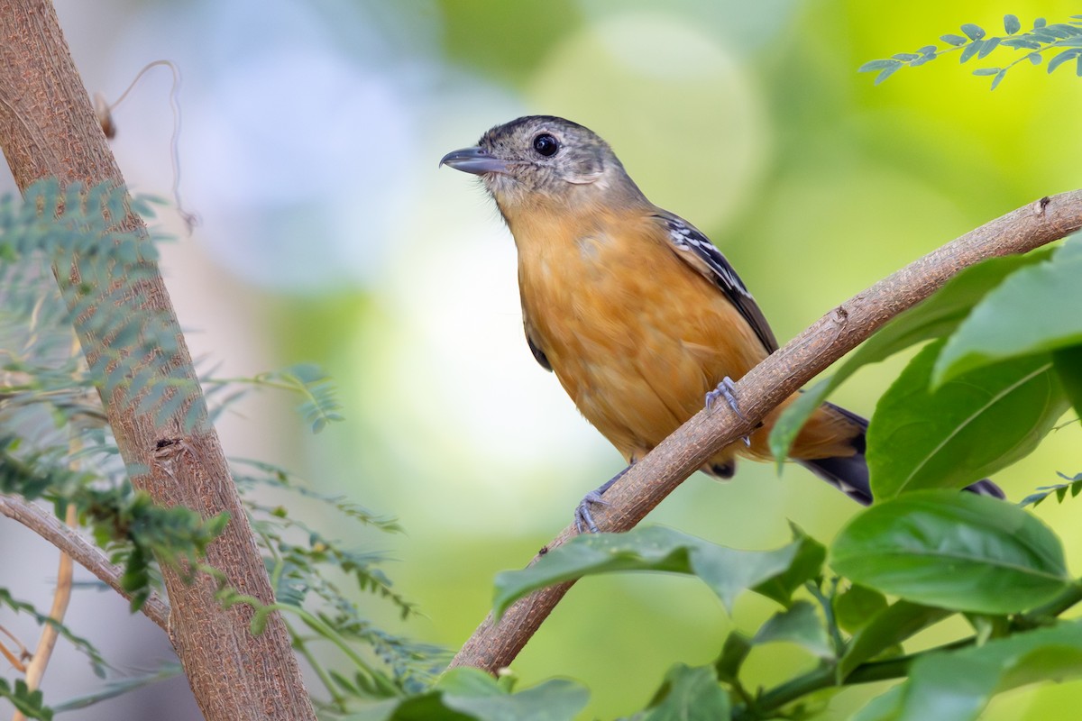 Variable Antshrike - ML644459559