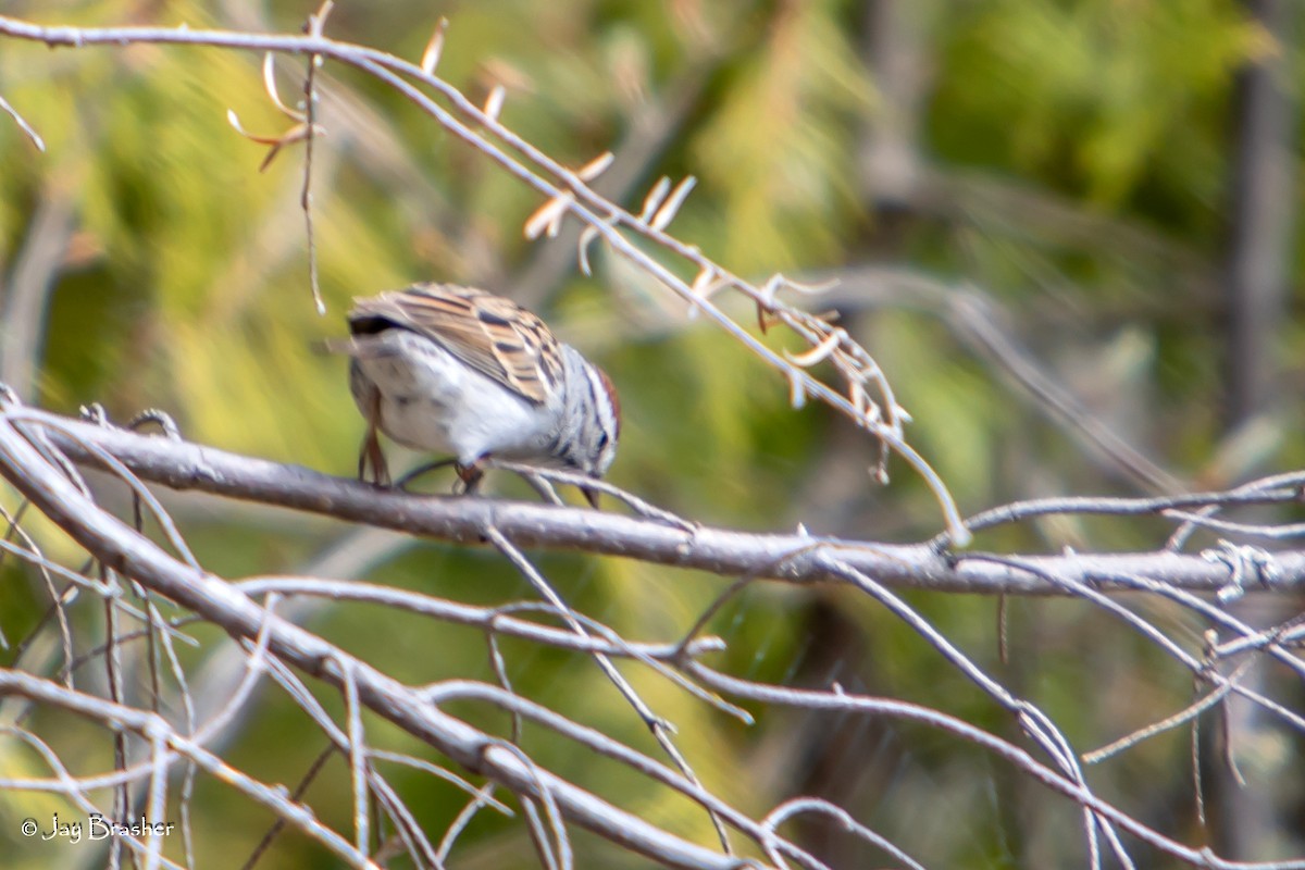 Chipping Sparrow - ML644459563